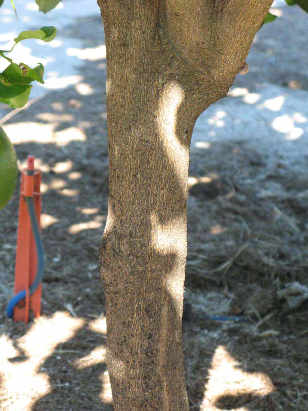            Bark (Winter Haven, FL)      